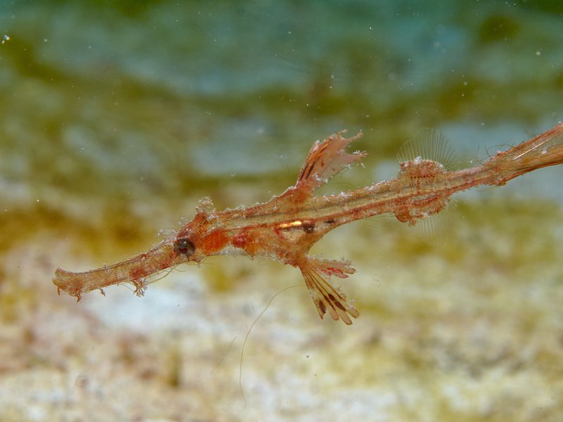 Ghost pipe fish, House Reef